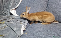 Rex rabbits for sale: Purebred Red Agouti Mini Rex Babies- 1 boy 1 girl  - Image 3