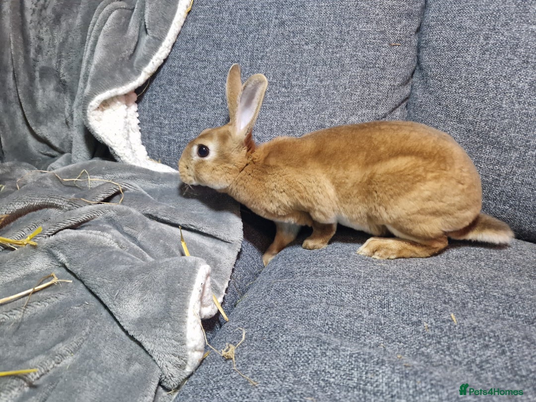 Rex rabbits for sale: Purebred Red Agouti Mini Rex Babies- 1 boy 1 girl  - Image 3