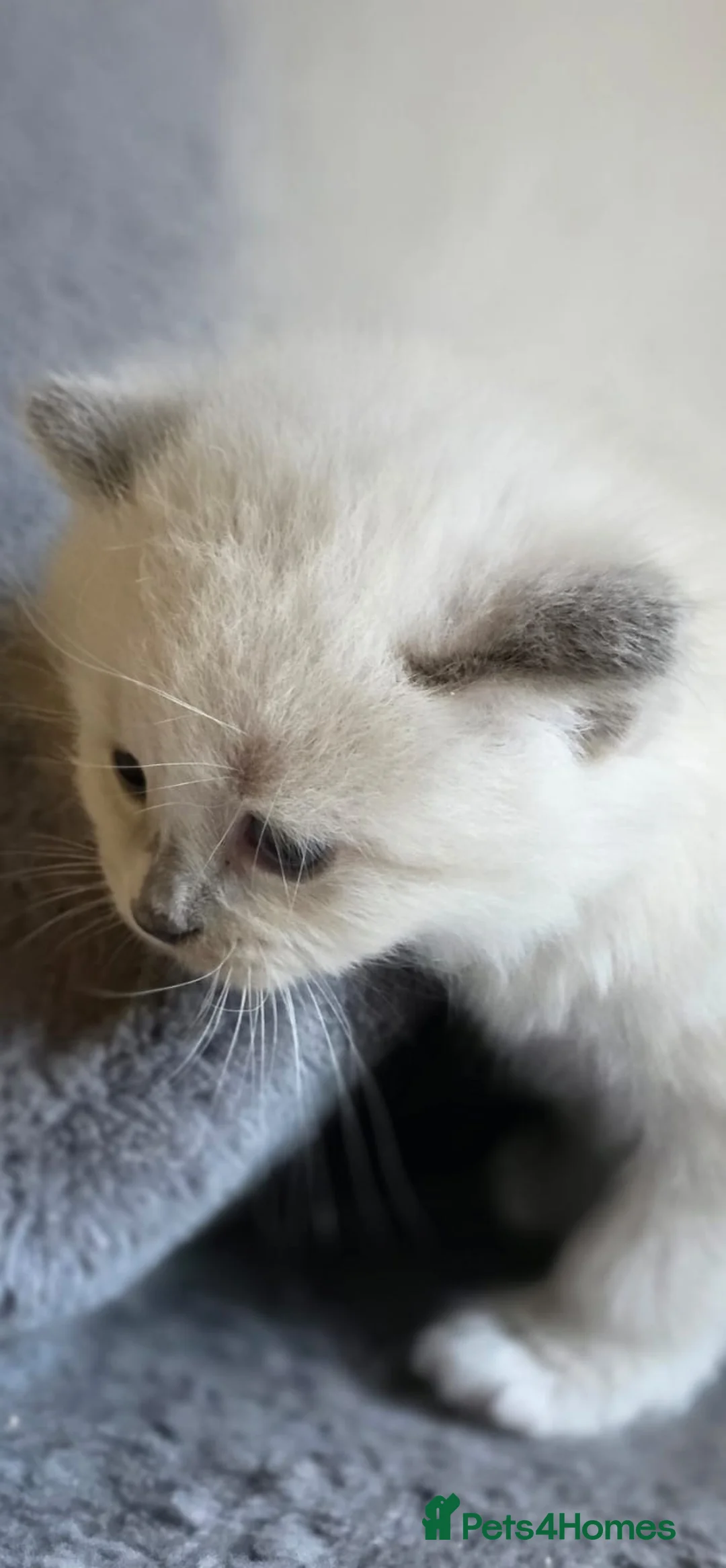 Ragdoll cats for sale: Ragdoll kittens - Advert 18