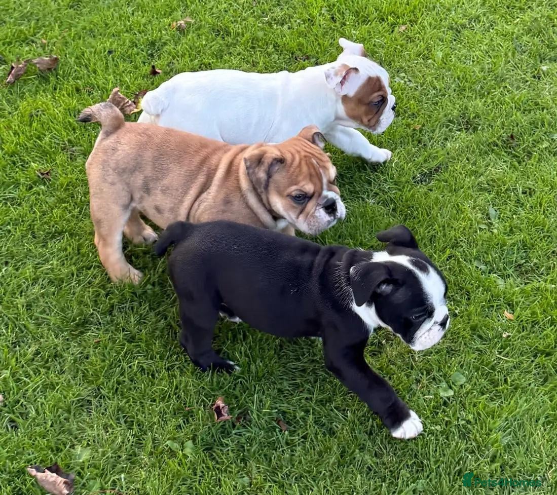 English Bulldog dogs PURE English Bulldog Pups❤️ 1 Boy & 2 Girls Ready - Advert 1
