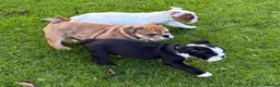 English Bulldog dogs for sale: PURE English Bulldog Pups❤️ 1 Boy & 2 Girls Ready - Advert 1