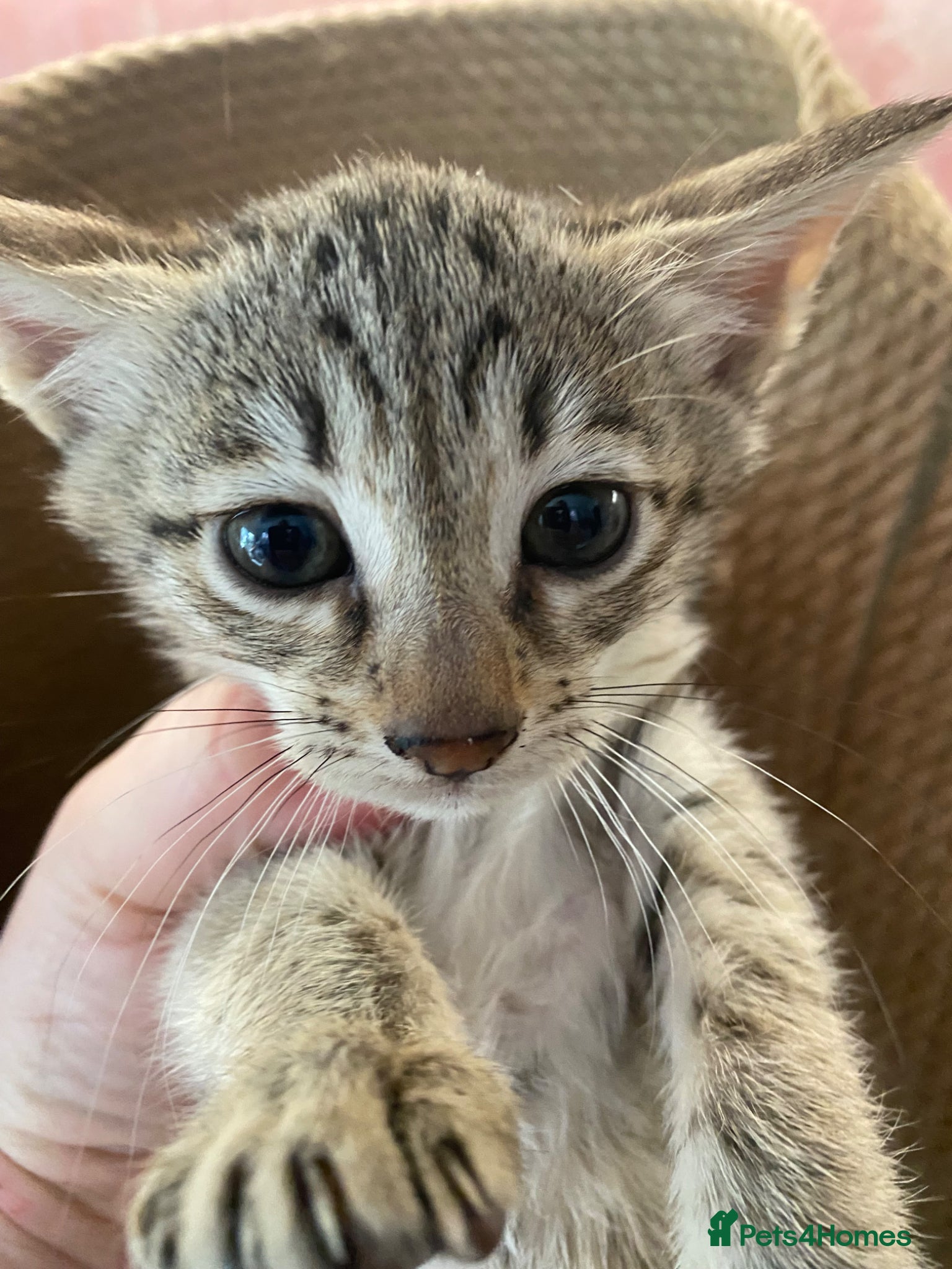 Savannah cats Savannah PED’G kitten last light bst girl F5SBT - Advert 1