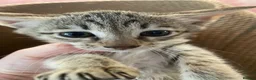 Savannah cats for sale: Savannah PED’G kittens dark boy, light girl F5 sbt - Advert 7