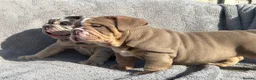 English Bulldog dogs for sale: KC registered Quality English bulldog pups - Advert 7
