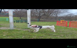 American Bulldog dogs for sale: American bulldog puppy  - Image 6