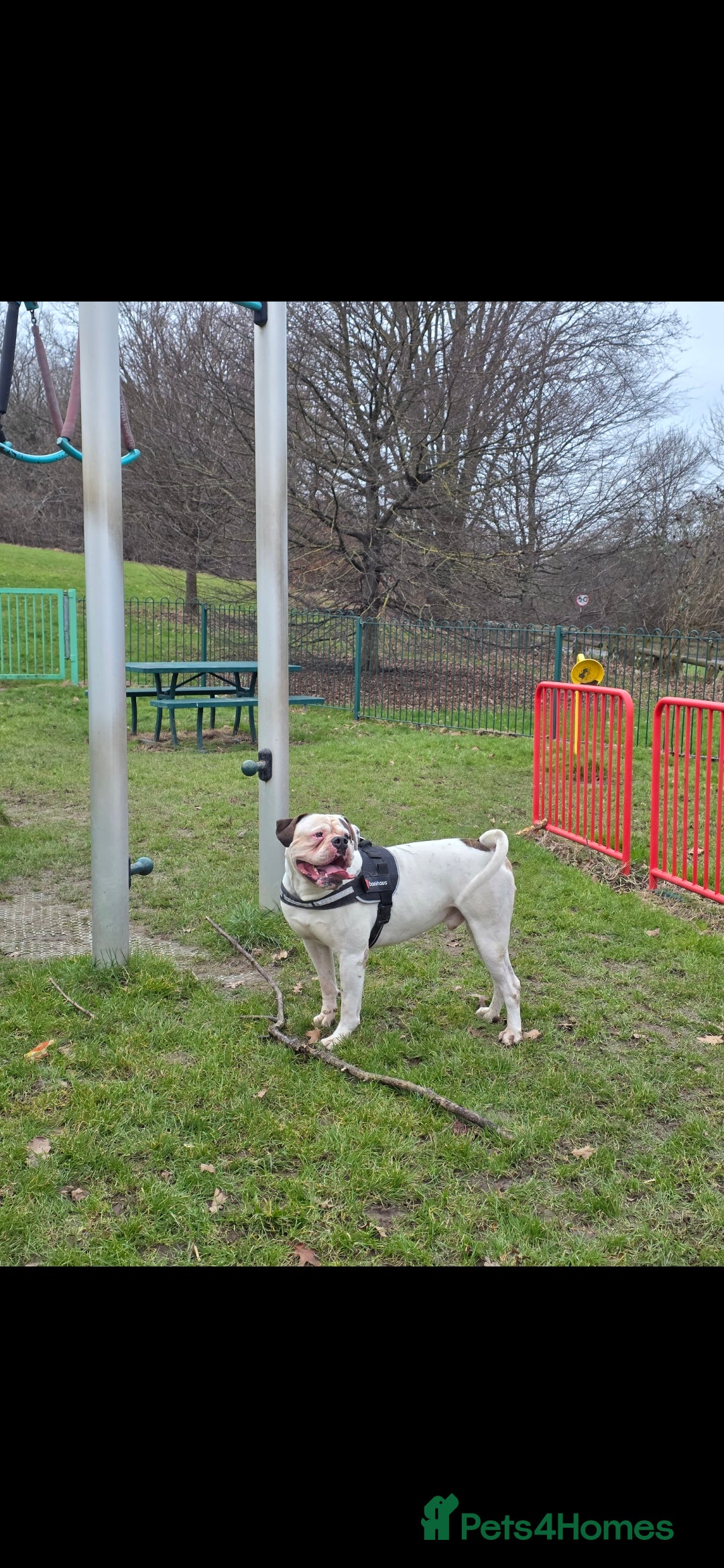 American Bulldog dogs for sale: American bulldog puppy  - Image 6