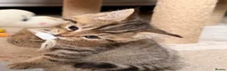 Persian cats for sale: Beautiful Persian Cross Kittens - 4 little ladies - Advert 35