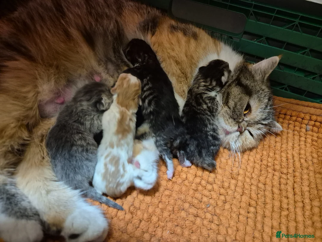 Persian cats for sale: Persian and exotics kittens  - Advert 1