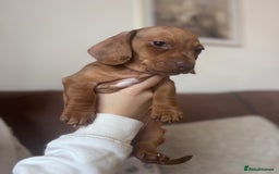 Miniature Dachshund dogs for sale: Kc reg miniature dachshund  - Image 8
