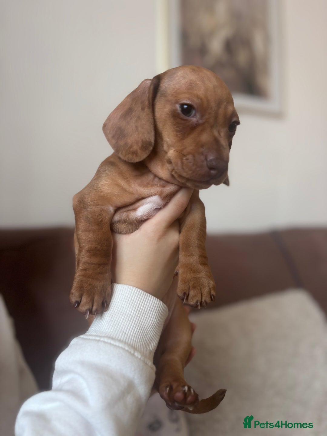 Miniature Dachshund dogs for sale: Kc reg miniature dachshund  - Image 8