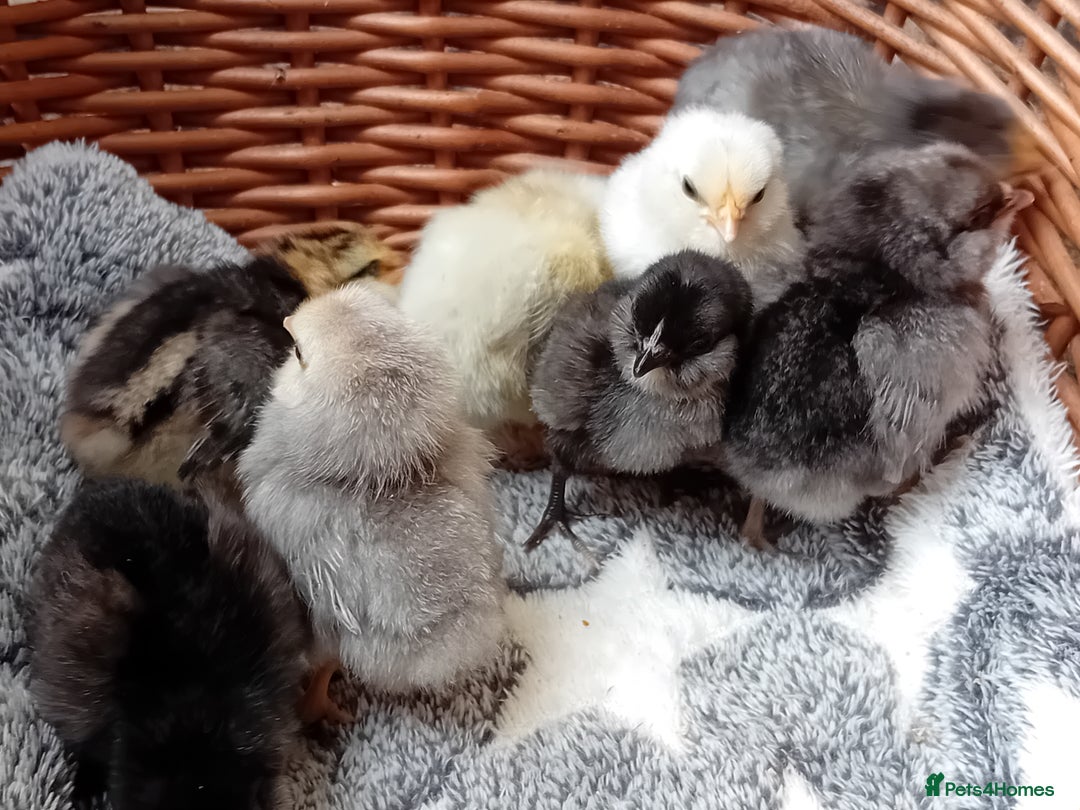 Chickens poultry for sale: Sweet Little Barbu d’Anvers Chicks Now Available - Image 6