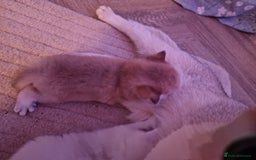 British Shorthair cats for sale: Rare Registered British Shorthair Chinchila Kitten - Image 10