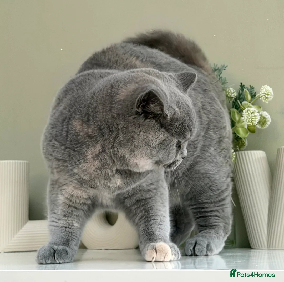 British Shorthair cats for sale: Beautiful British Female kitten - Advert 5