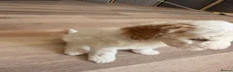 Australian Labradoodle dogs for sale: 8 Gorgeous Australian labradoodle puppies - Advert 26