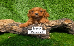 Cavapoo dogs for sale: TOY F1 RED CAVAPOOS extensivly dna clear. - Image 10