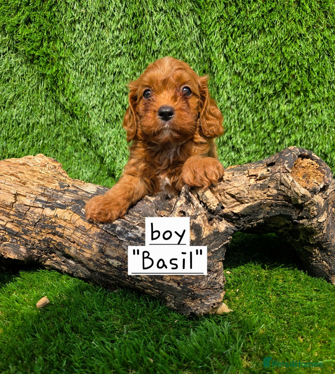 Cavapoo dogs for sale: TOY F1 RED CAVAPOOS extensivly dna clear. - Image 10