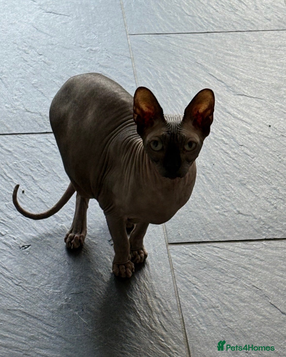 Sphynx cats Gorgeous Sphynx boy - Advert 1