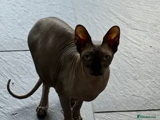 Sphynx cats Gorgeous Sphynx boy - Advert 4
