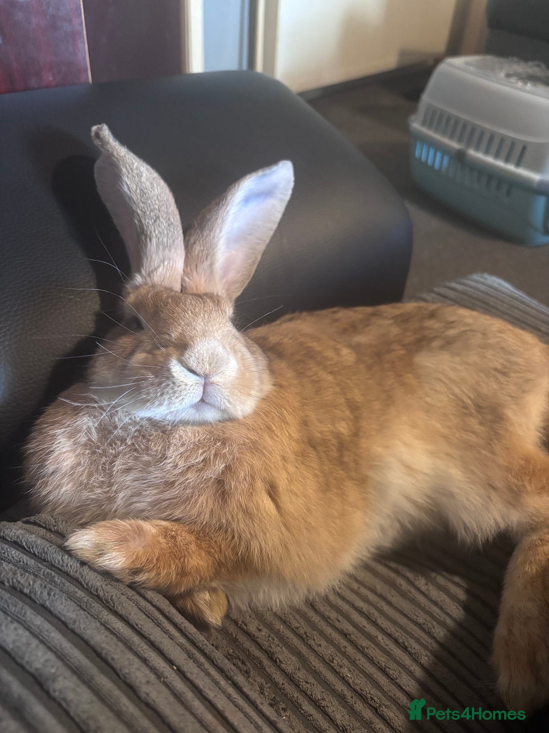 Mixed Breed rabbits for sale: Giant Continental x French Lop Bunny - Image 4