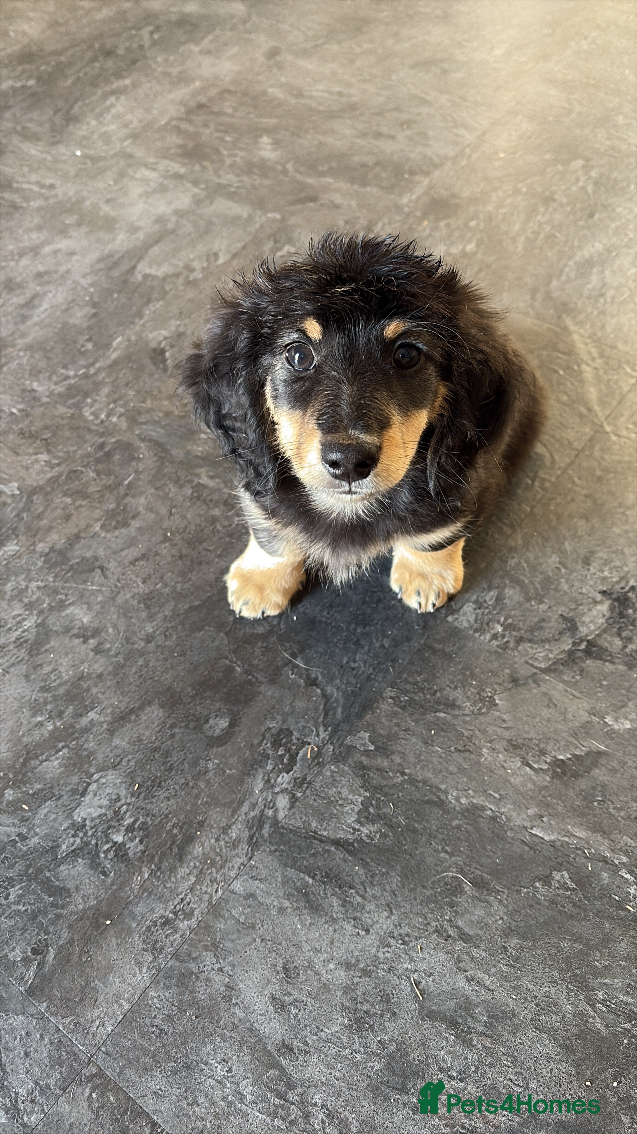 Miniature Dachshund dogs Stunning long haired miniature dachshunds  - Advert 17