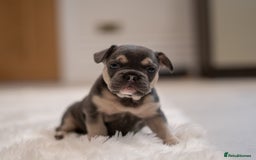 French Bulldog dogs for sale: 2 Male and 2 Female French Bulldogs - Image 5