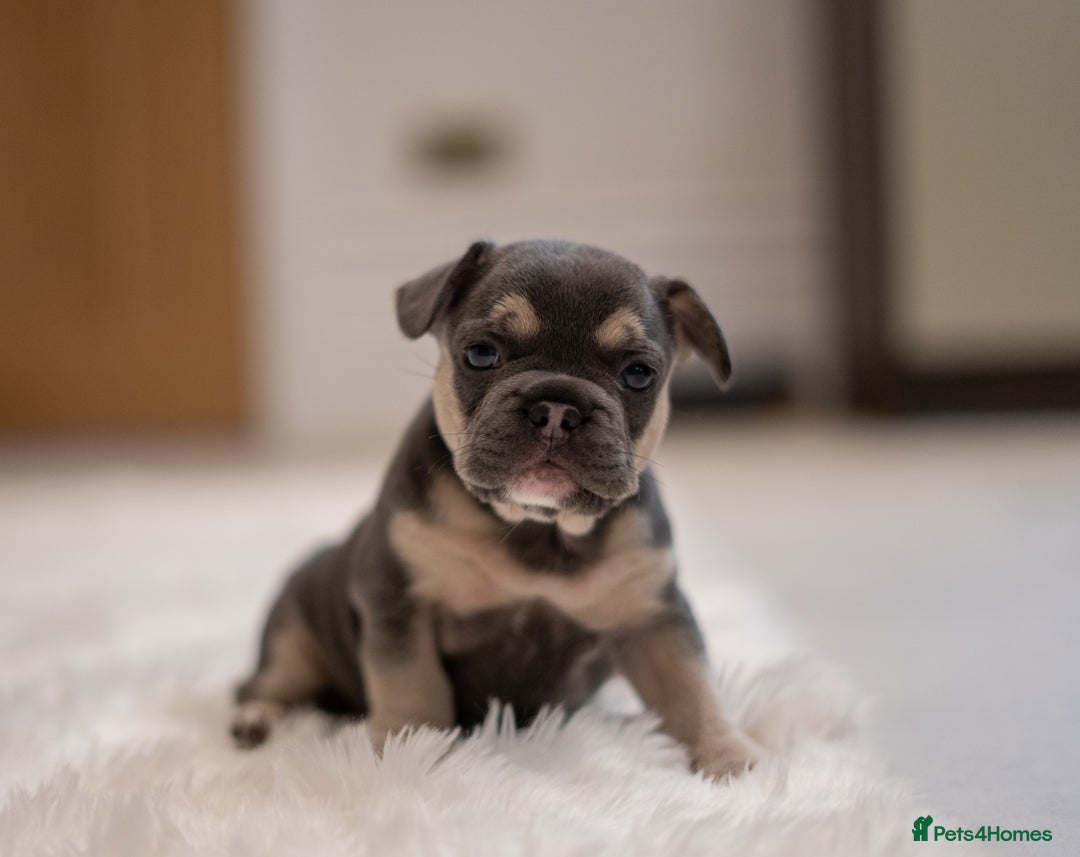 French Bulldog dogs for sale: 2 Male and 2 Female French Bulldogs - Image 5