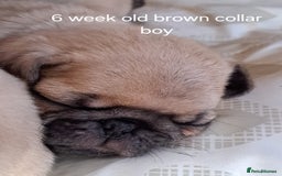 Pug dogs for stud: Casper - Image 5