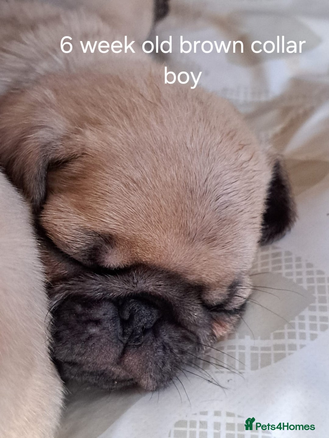 Pug dogs for stud: Casper - Image 5