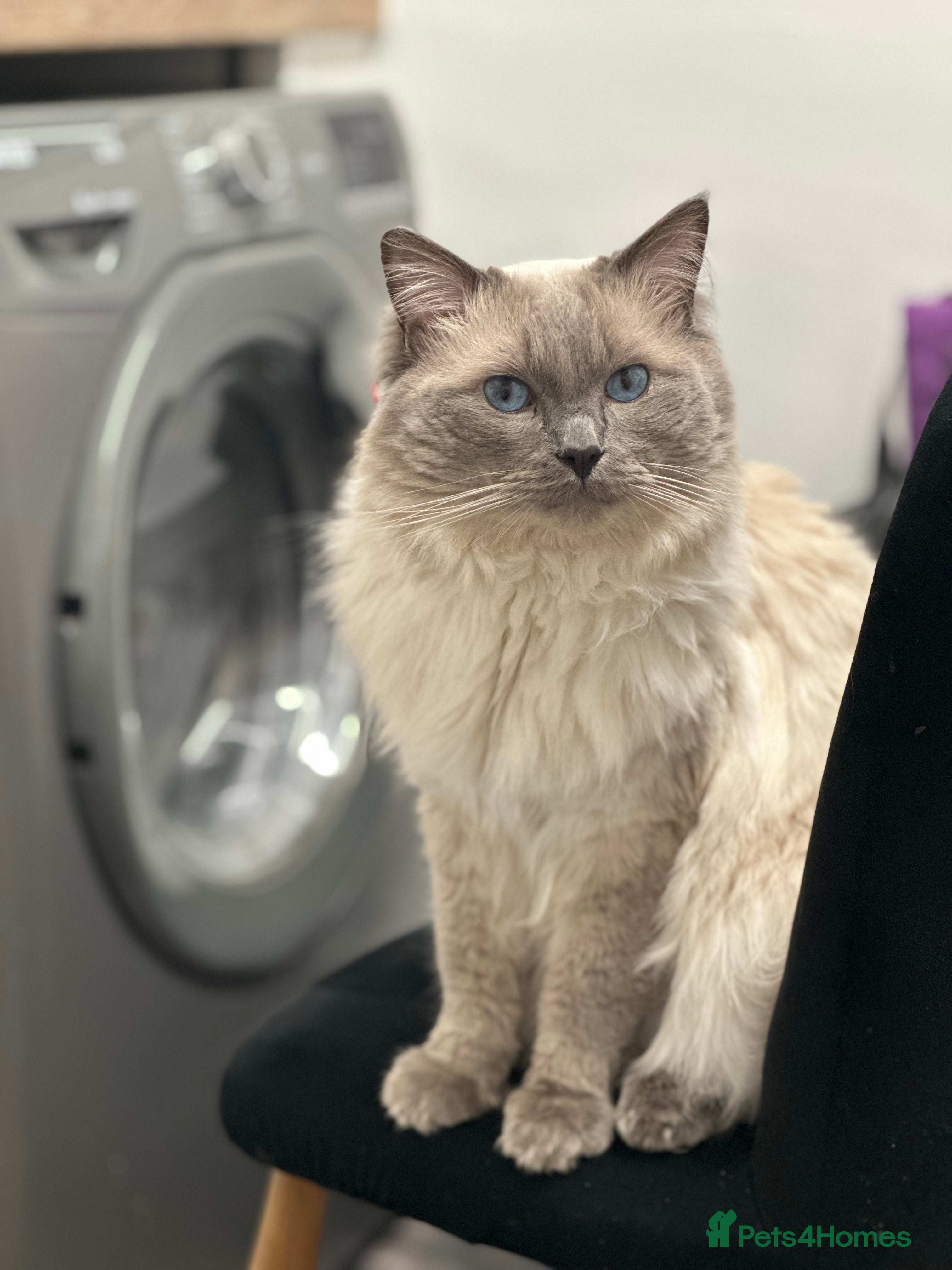 Ragdoll cats BLUEPOINT ACTIVE RAGDOLL STUD in Batley - Advert 12