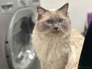 Ragdoll cats for stud: BLUEPOINT ACTIVE RAGDOLL STUD in Batley - Advert 1