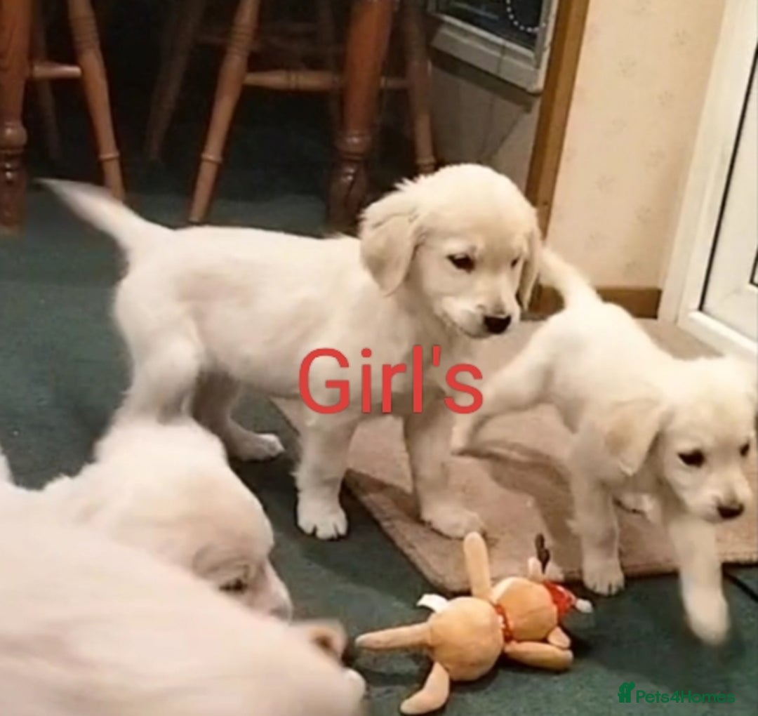 Golden Retriever dogs for sale: GOLDEN RETRIEVER PUPS - Advert 31