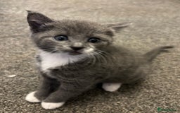 Mixed Breed cats for sale: Beautiful kittens ready for 5/11/28 - Image 19