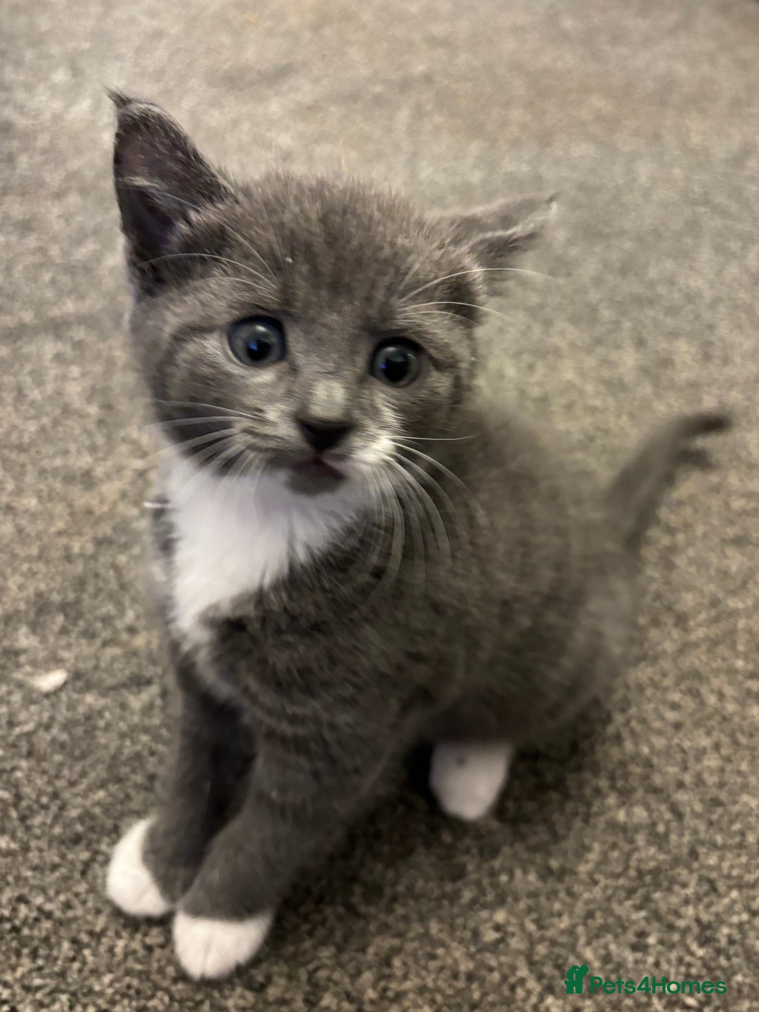 Mixed Breed cats for sale: Beautiful kittens ready for 5/11/28 - Image 19