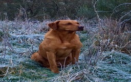 Labrador Retriever dogs for sale: KC REGISTERED DNA TESTED LABRADOR PUPPIES - Image 23