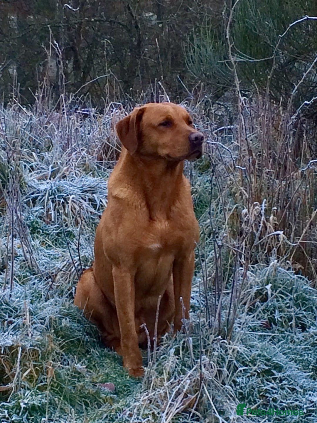 Labrador Retriever dogs for sale: KC REGISTERED DNA TESTED LABRADOR PUPPIES - Image 23