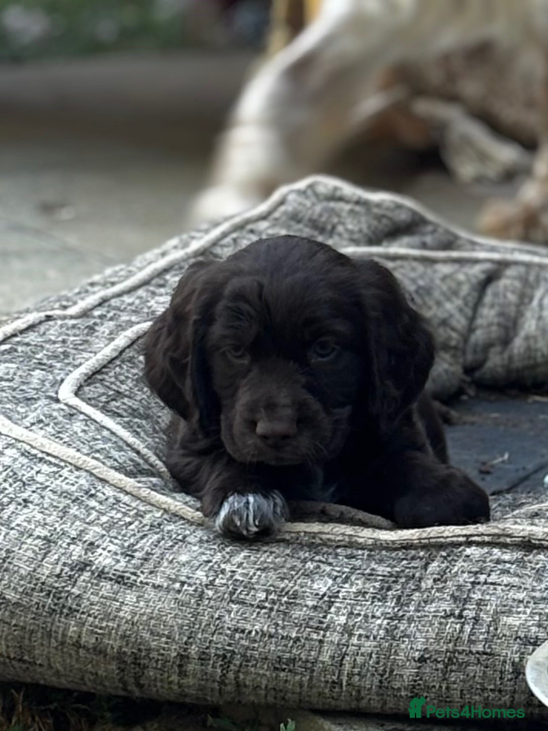 Cocker Spaniel dogs Stunning Working Cocker Spaniels  - Advert 16