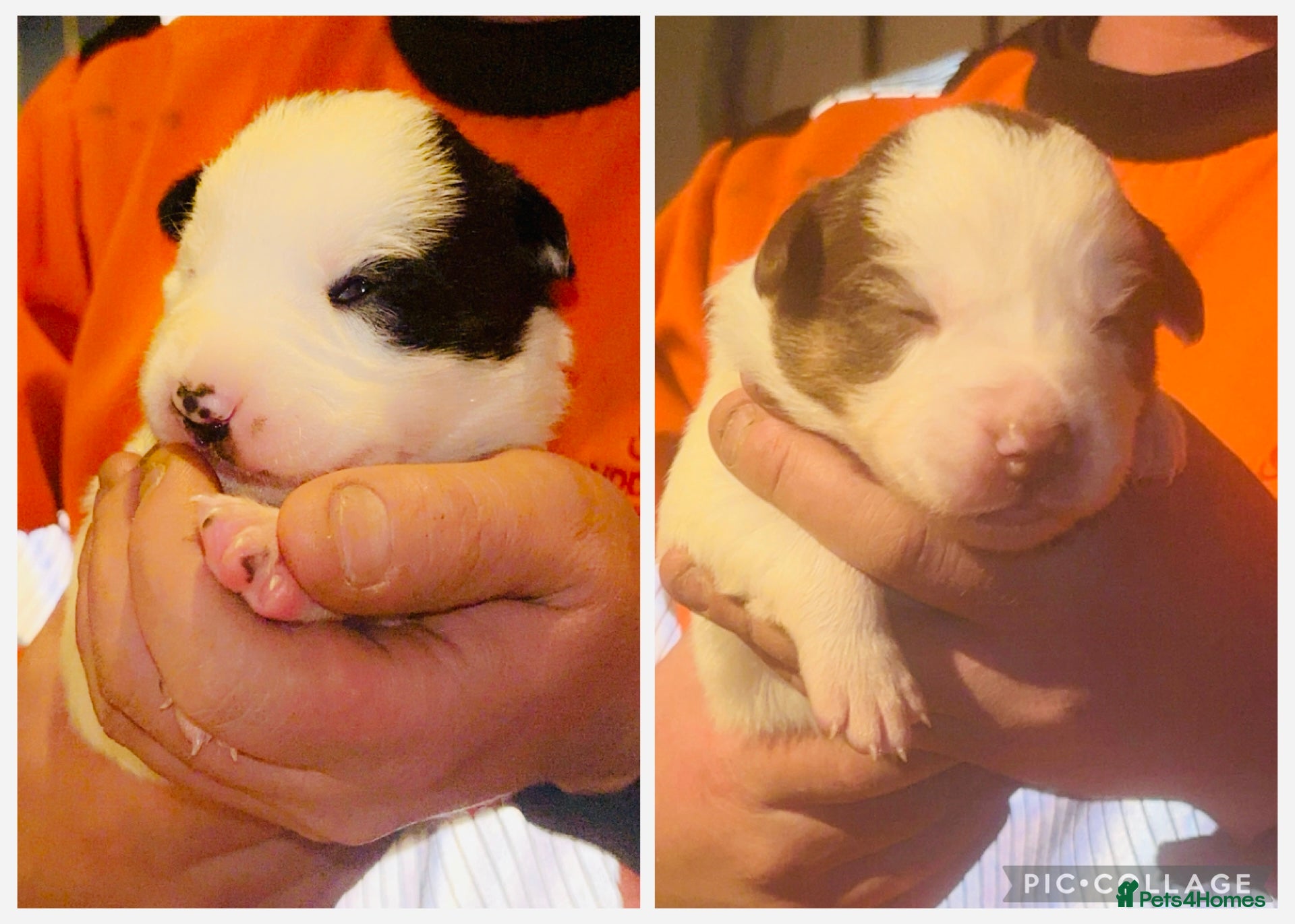 Border Collie dogs Border collie pups - Advert 3