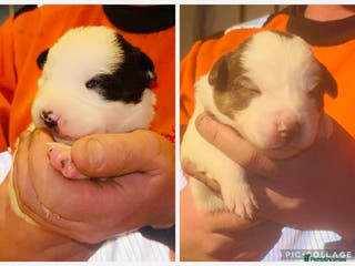 Border Collie dogs Border collie pups - Advert 3