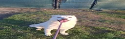 Mixed Breed dogs for adoption: Meet Albie, currently residing in Kent  in Birchington - Advert 5