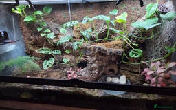Gecko reptiles for sale: Mourning geckos and dart frogs - Image 3