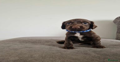 Cocker Spaniel dogs - Advert 4