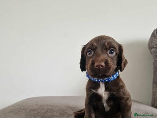 Cocker Spaniel dogs - Advert 24