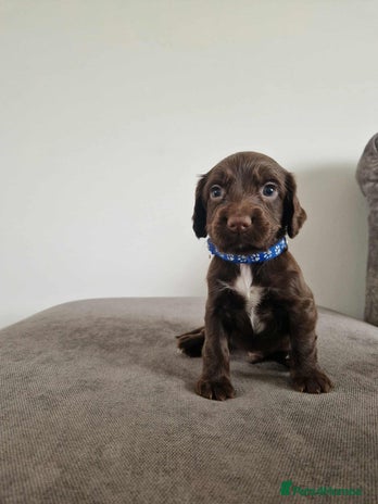 Cocker Spaniel dogs - Advert 7