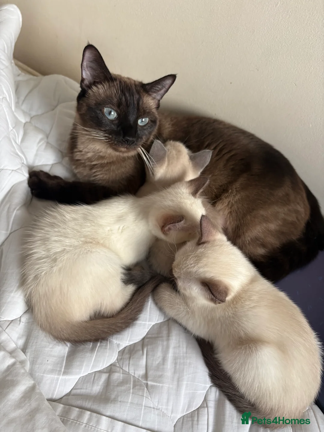 Siamese cats for sale: Siamese kittens 3 Boys, Seal&Chocolate Point in Winchester - Advert 2