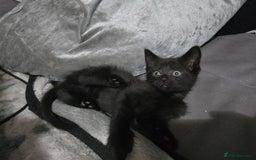 Mixed Breed cats for sale: Mixed breed kittens ready now.  - Image 36