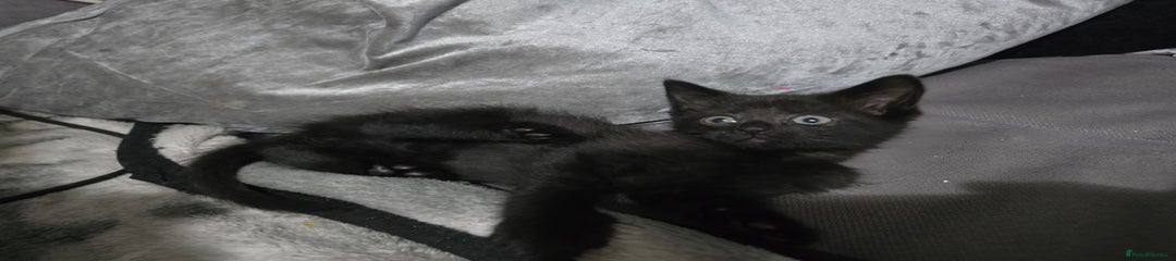 Mixed Breed Kitten 4