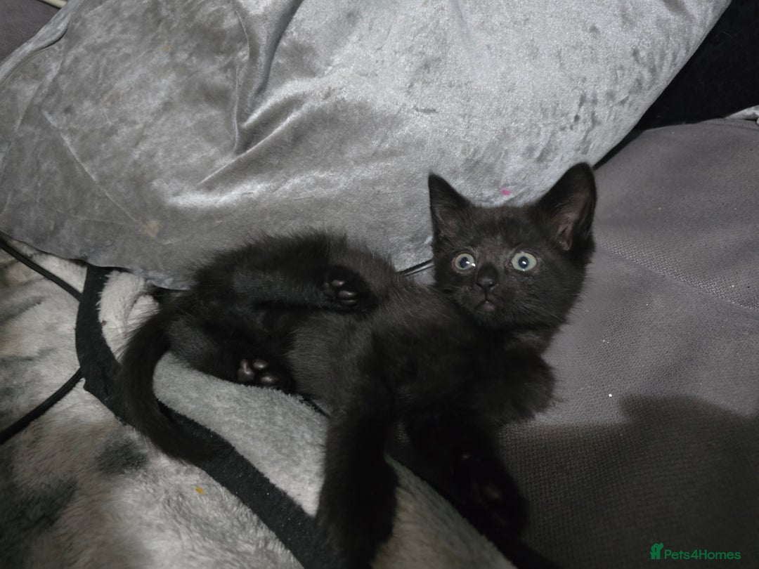 Mixed Breed cats for sale: Mixed breed kittens ready now.  - Image 36