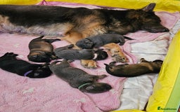 German Shepherd dogs for sale: 2 Beautiful Girls Available  - Image 7