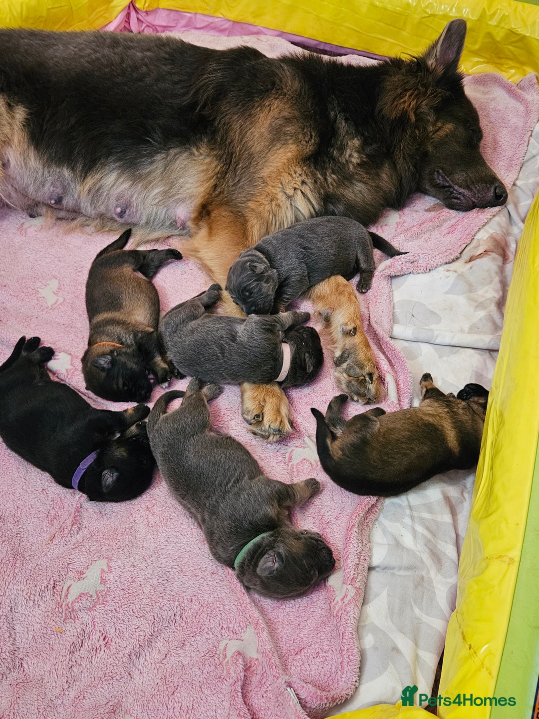 German Shepherd dogs for sale: 2 Beautiful Girls Available  - Image 7