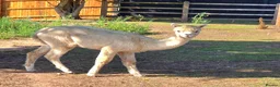 Alpaca livestock for sale: Alpacas  in Neston - Advert 4